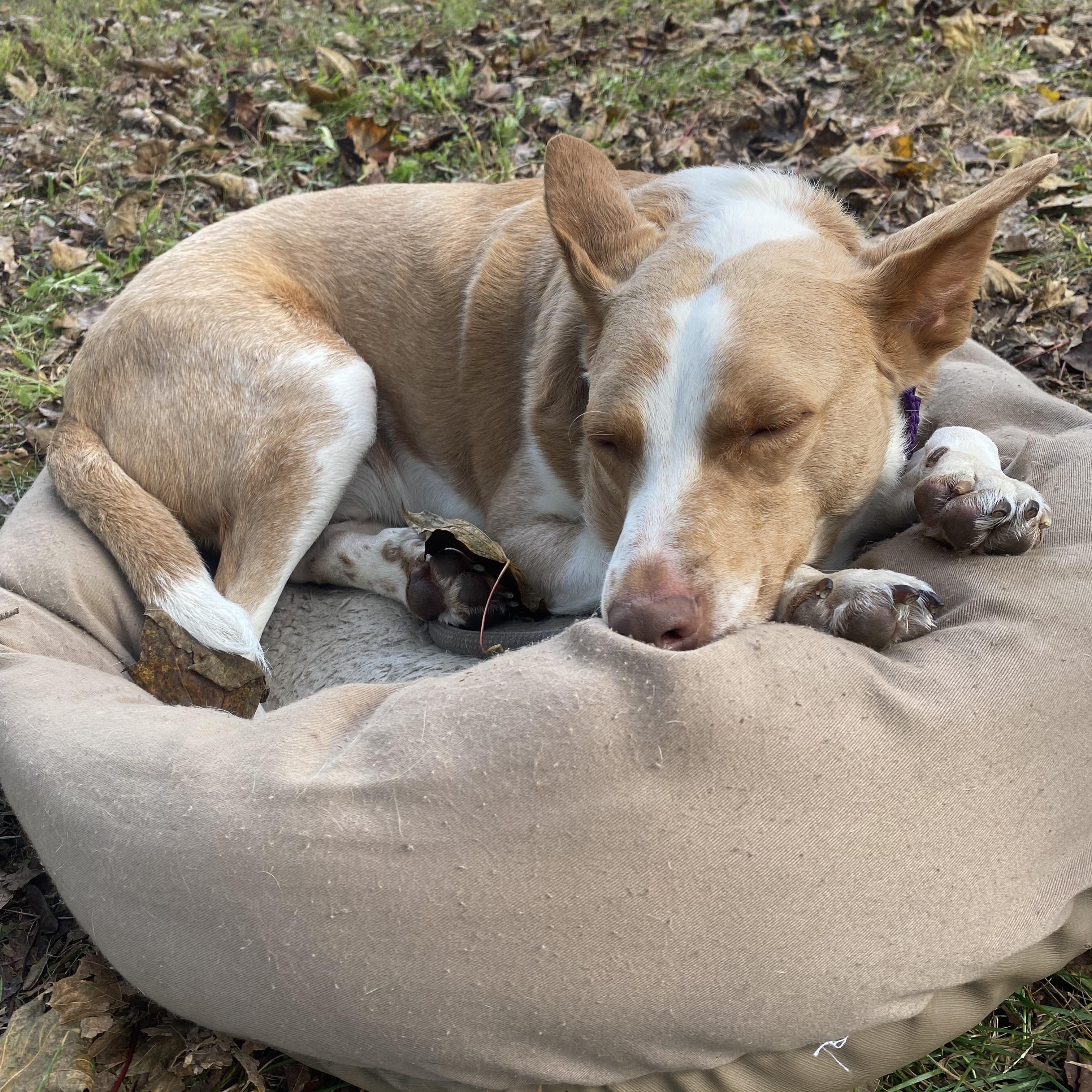 Kermit, an adopted mixed breed in East Brunswick, NJ image 2/4