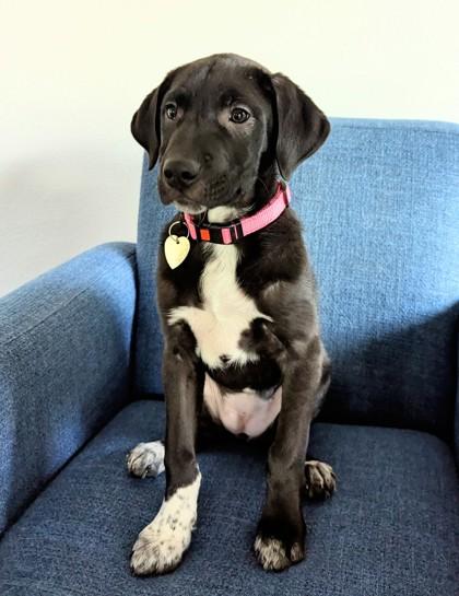 Enlarge Sugar Plum, a Adoptable mixed breed in Portola, CA image 1/3