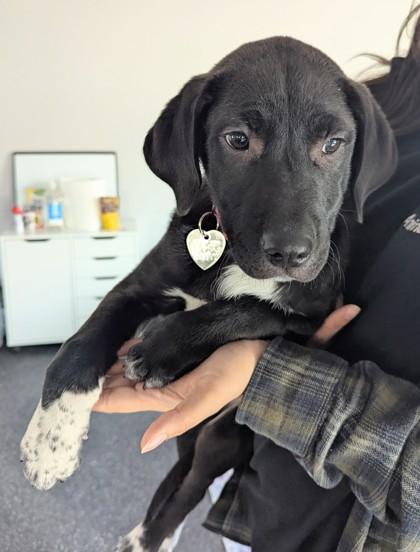 Enlarge Sugar Plum, a Adoptable mixed breed in Portola, CA image 2/3