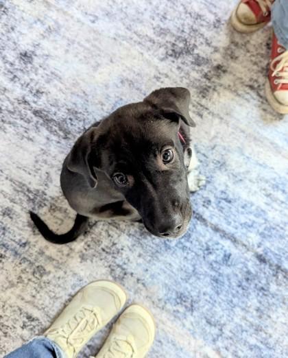 Enlarge Sugar Plum, a Adoptable mixed breed in Portola, CA image 3/3