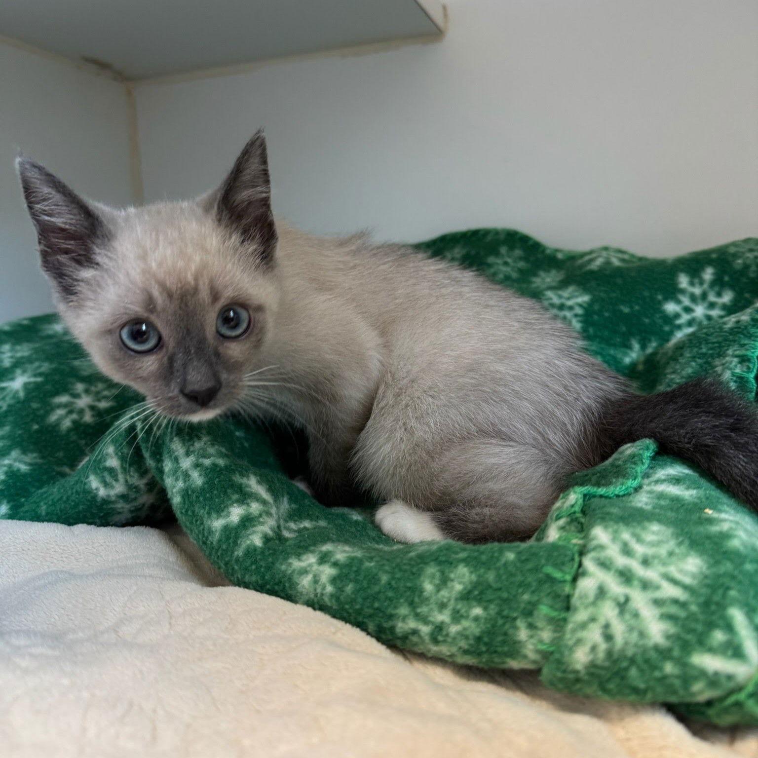 Sugar Plum thumbnail 3