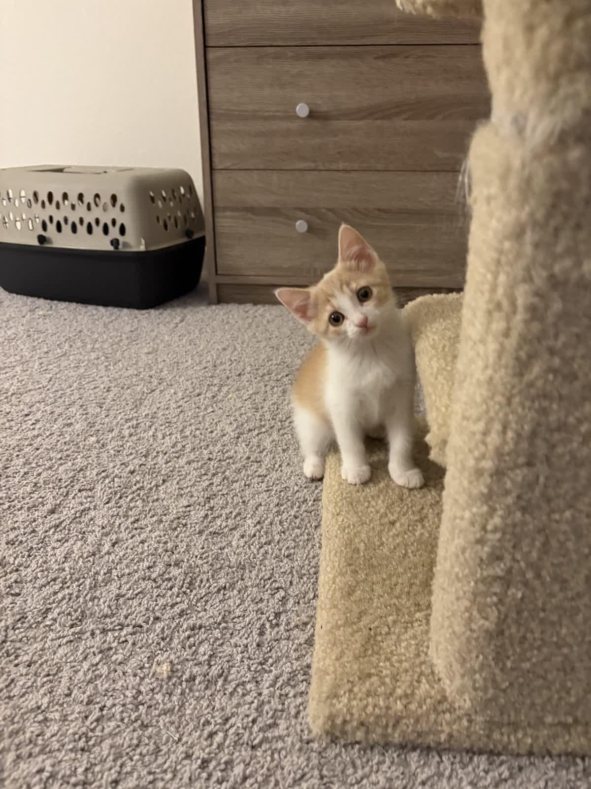 Enlarge Lily, a Adoptable Domestic Short Hair in Indianapolis, IN image 2/4