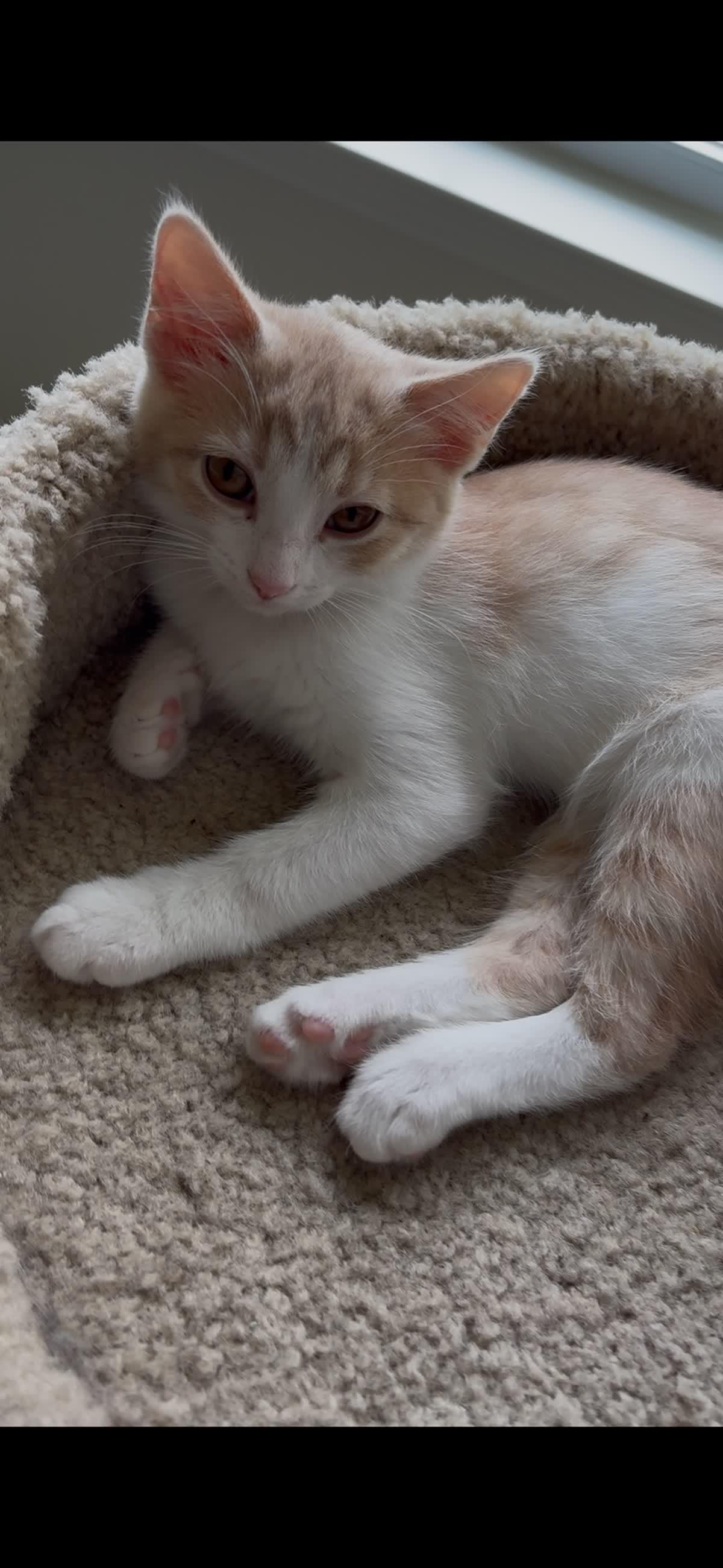 Enlarge Lily, a Adoptable Domestic Short Hair in Indianapolis, IN image 3/4