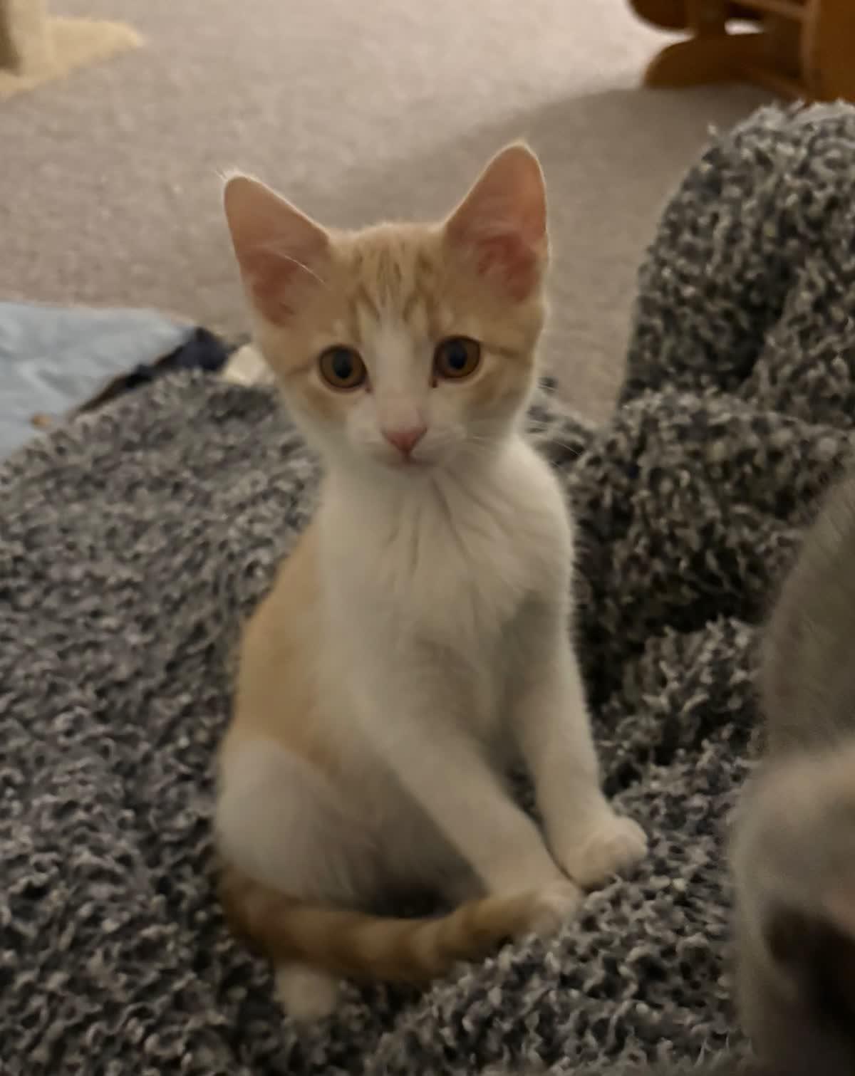 Enlarge Lily, a Adoptable Domestic Short Hair in Indianapolis, IN image 1/4