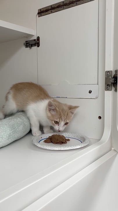 Enlarge Lily, a Adoptable Domestic Short Hair in Indianapolis, IN video 4/4
