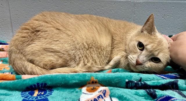 LULU, Adoptable, Adult Female Domestic Short Hair.
