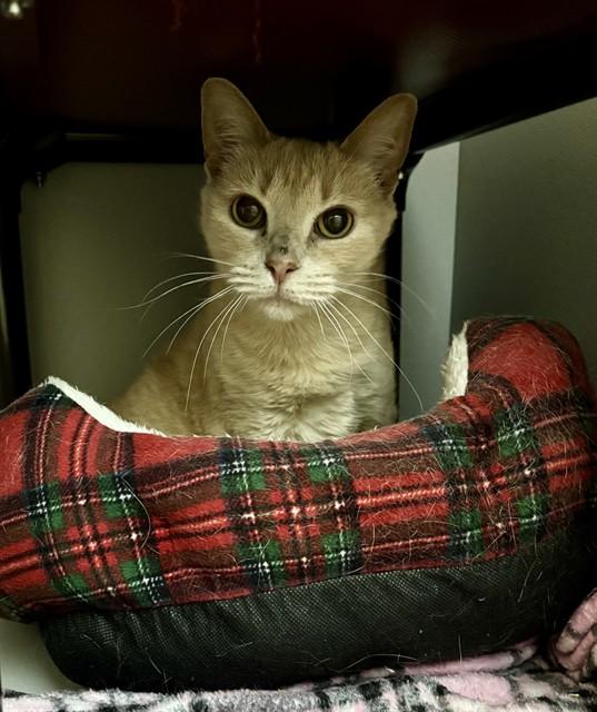 LULU, Adoptable, Adult Female Domestic Short Hair.