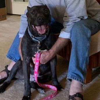 XOO, a Adoptable mixed breed in Dripping Springs, TX image 4/6