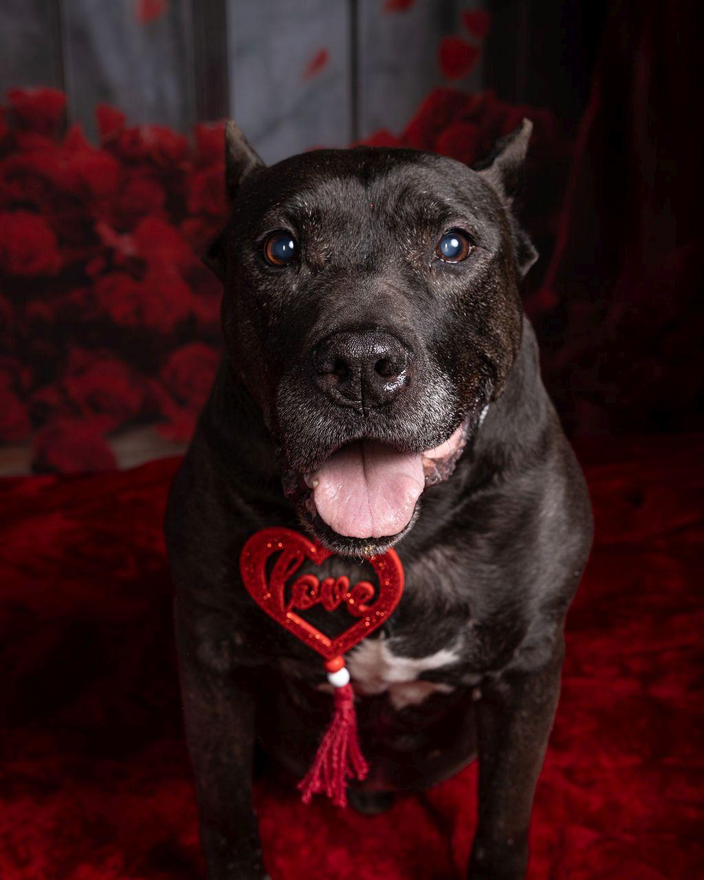 Enlarge XOO, a Adoptable mixed breed in Dripping Springs, TX image 5/6