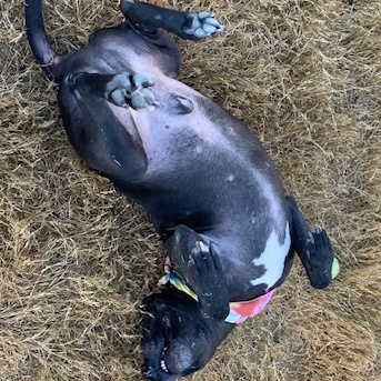 XOO, a Adoptable mixed breed in Dripping Springs, TX image 6/6