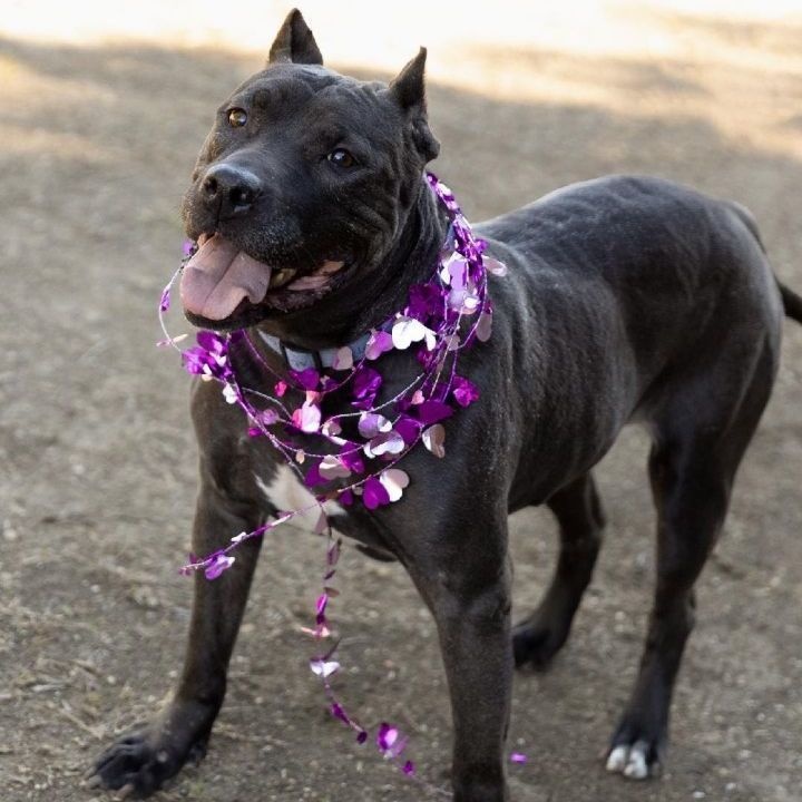 XOO, Adoptable, Adult Male Terrier.