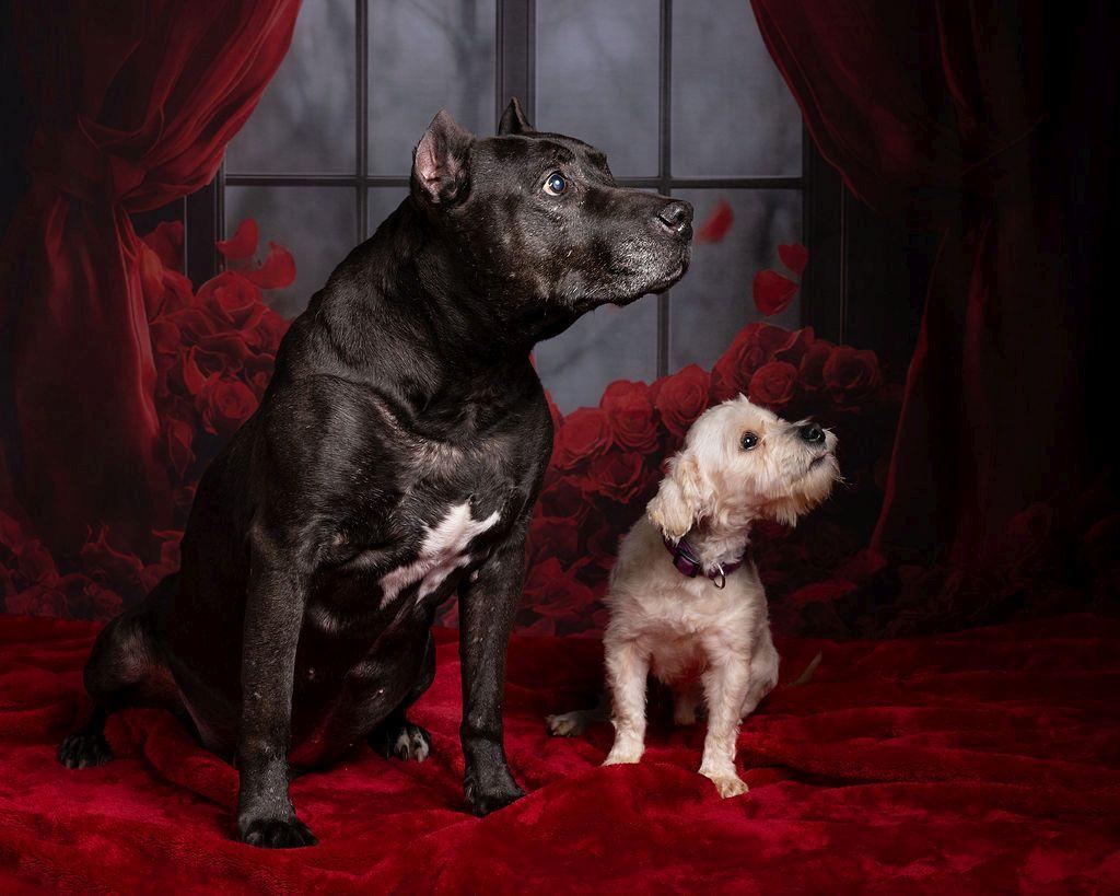 Enlarge XOO, a Adoptable mixed breed in Dripping Springs, TX image 4/6