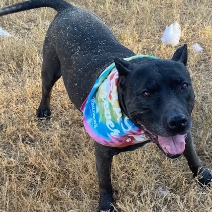 XOO, a Adoptable mixed breed in Dripping Springs, TX image 3/6