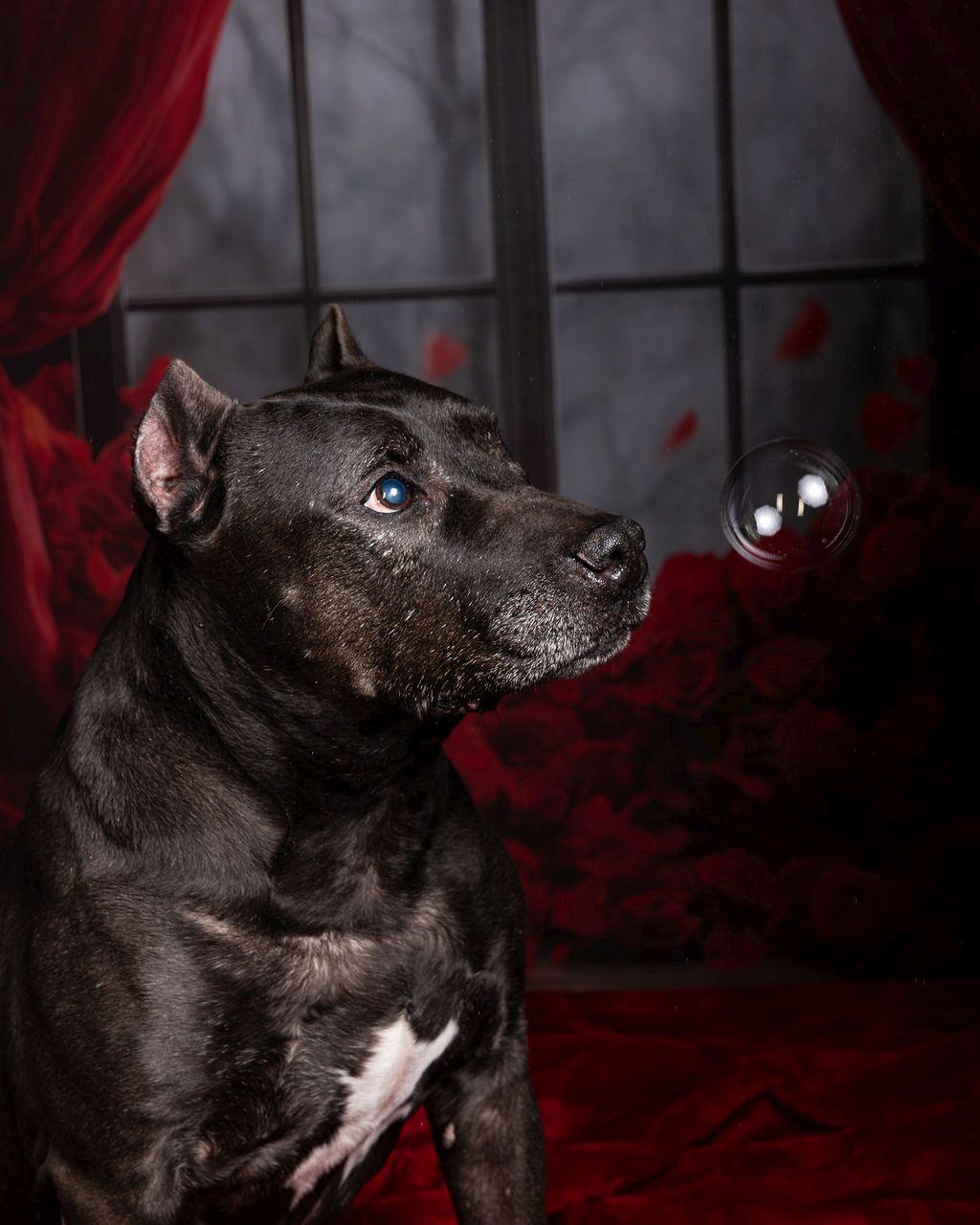 Enlarge XOO, a Adoptable mixed breed in Dripping Springs, TX image 6/6