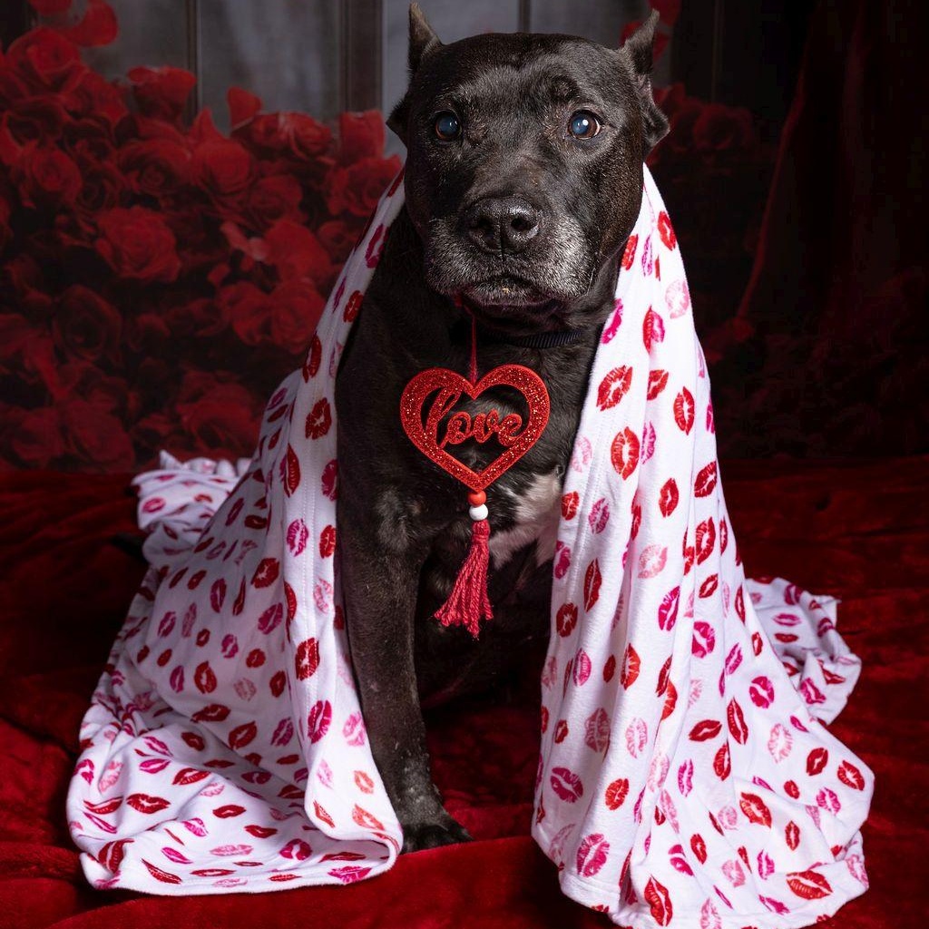 XOO, Adoptable, Adult Male Terrier.