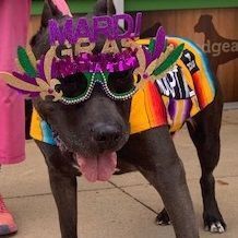 XOO, a Adoptable mixed breed in Dripping Springs, TX image 5/6