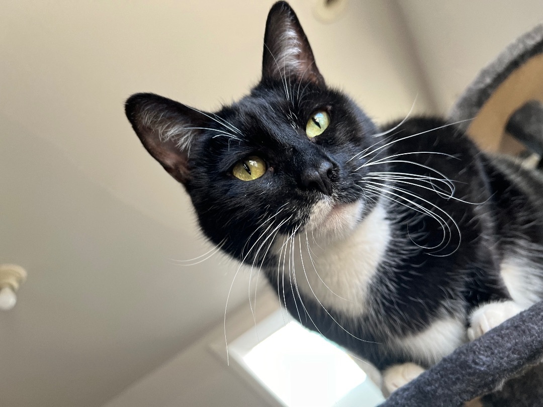 Celine, Adult Female Tuxedo
