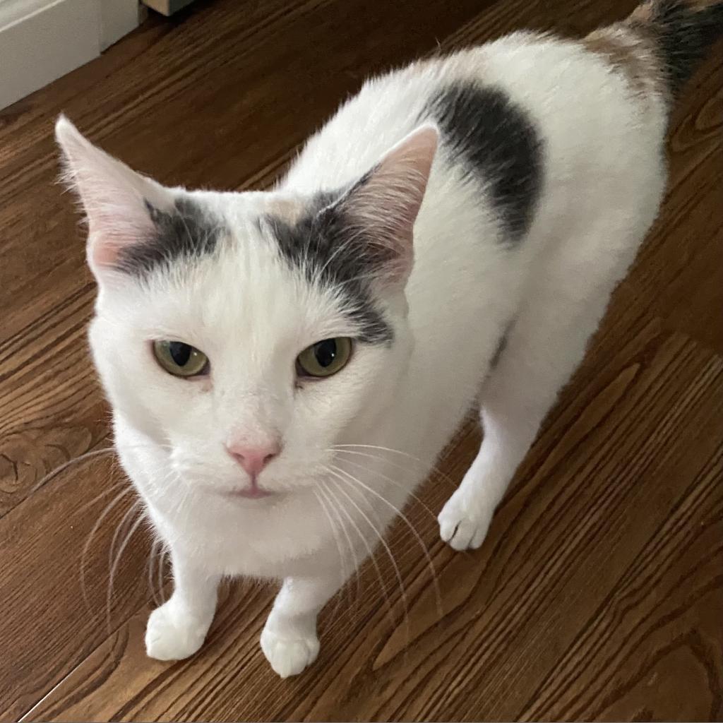 Carmello, Adoptable, Senior Female Domestic Short Hair.