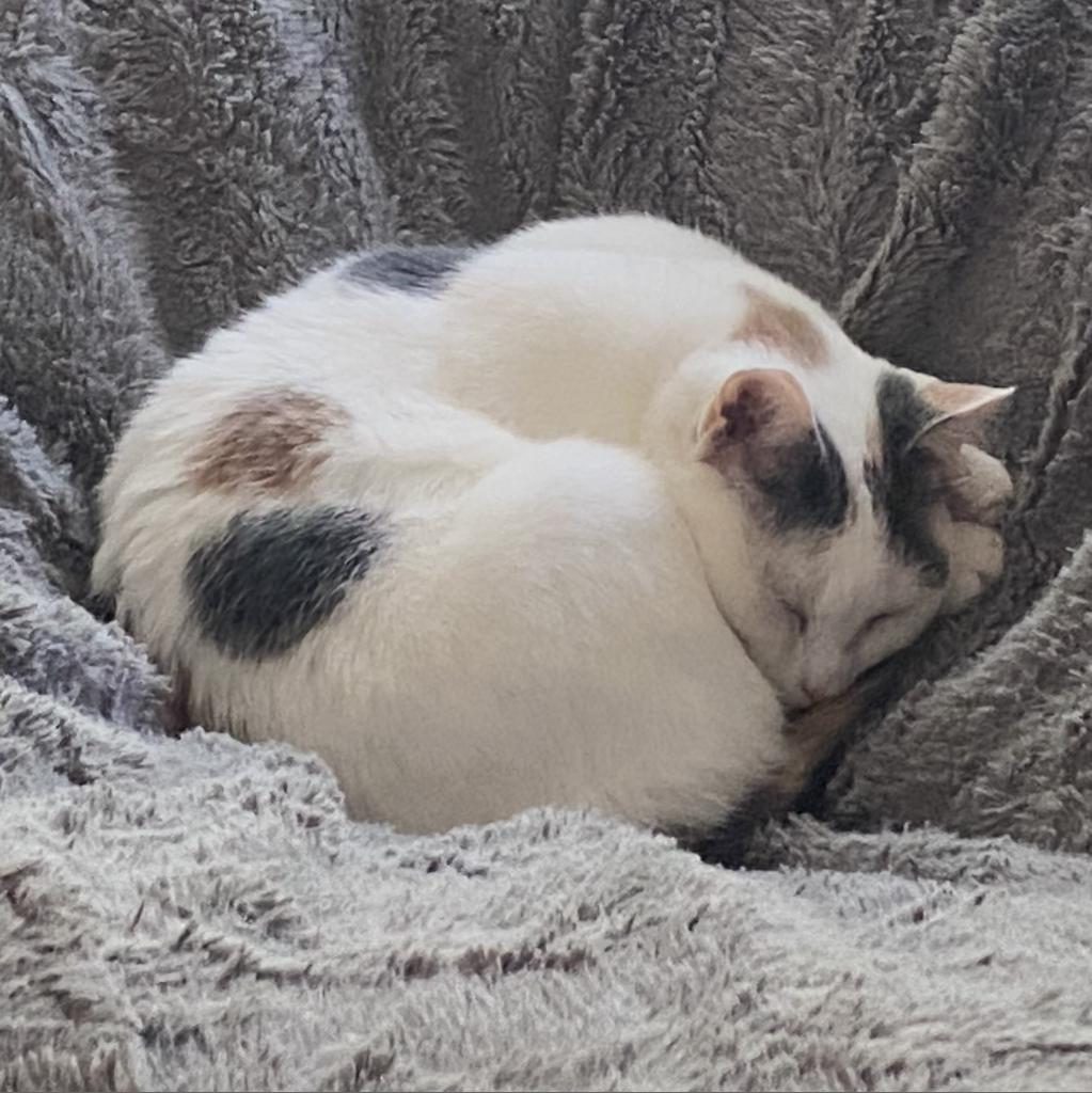 Carmello, a Adoptable Domestic Short Hair in Middleton, WI image 2/6