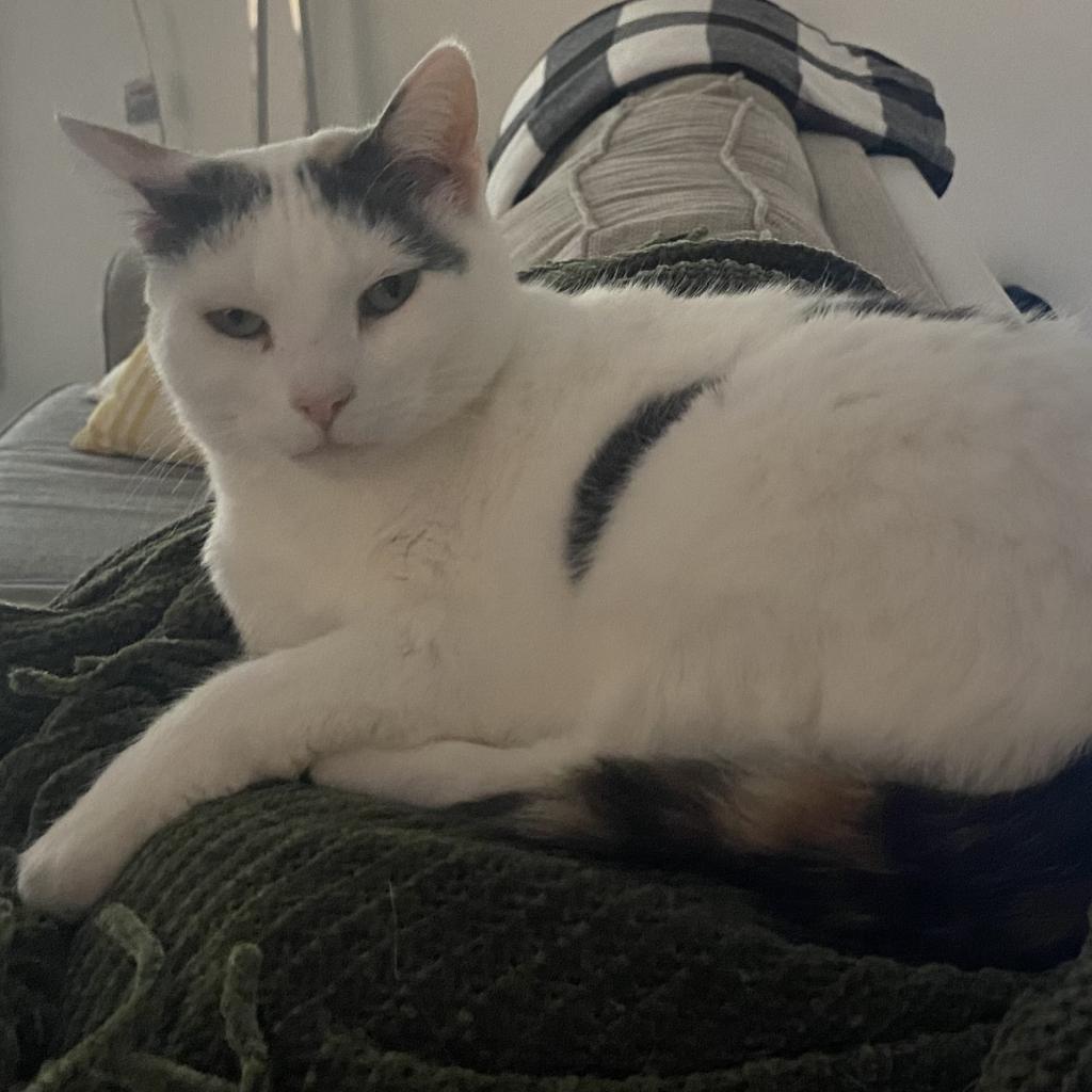 Carmello, a Adoptable Domestic Short Hair in Middleton, WI image 3/6