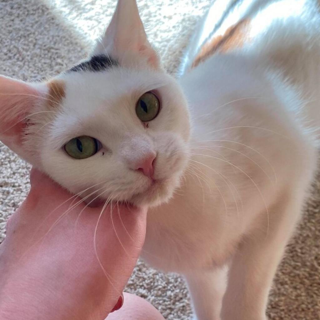 Carmello, a Adoptable Domestic Short Hair in Middleton, WI image 4/6