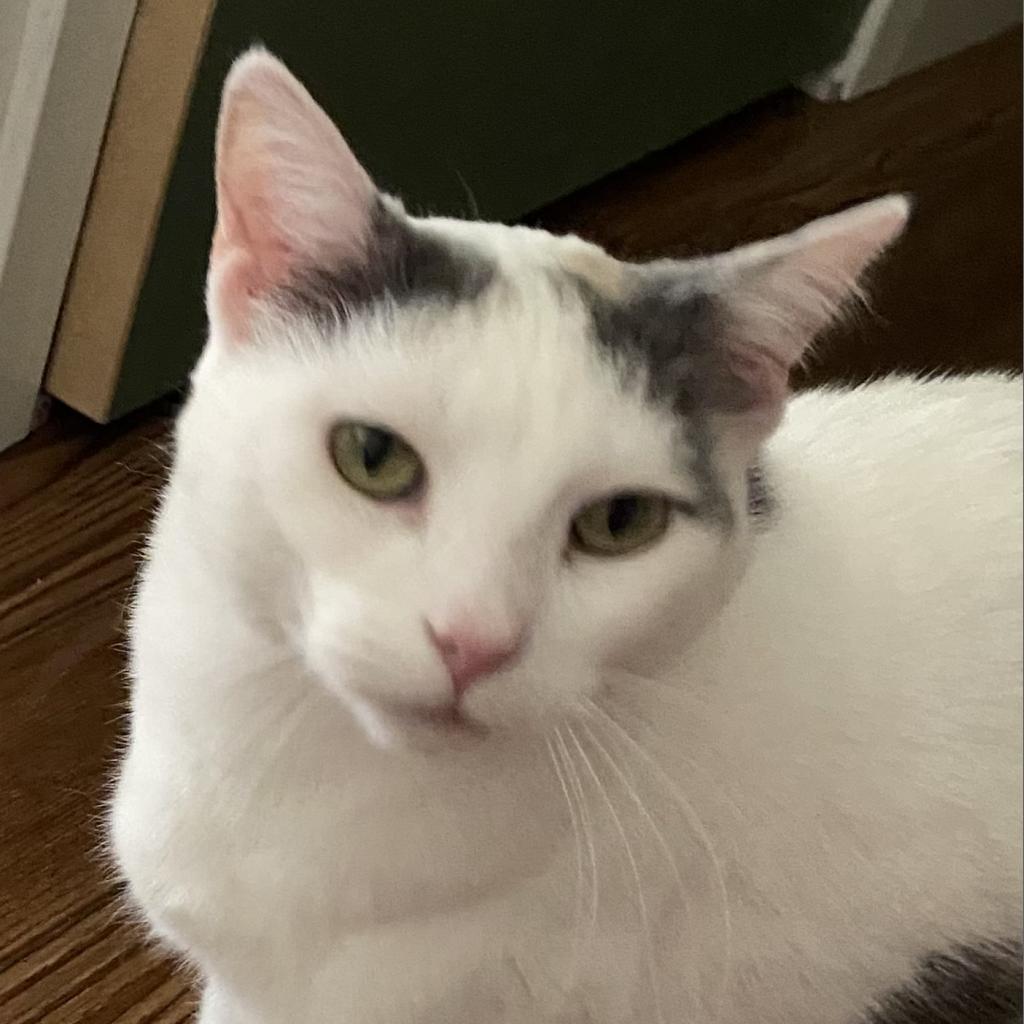 Carmello, a Adoptable Domestic Short Hair in Middleton, WI image 5/6