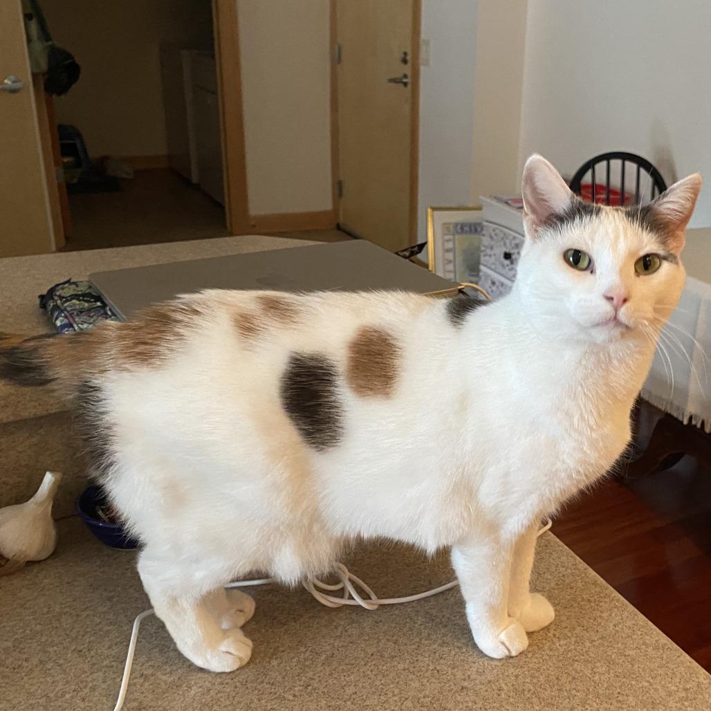 Enlarge Carmello, a Adoptable Domestic Short Hair in Middleton, WI image 6/6