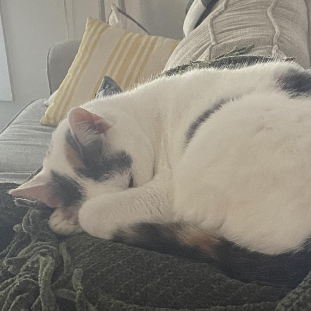 Carmello, a Adoptable Domestic Short Hair in Middleton, WI image 6/6