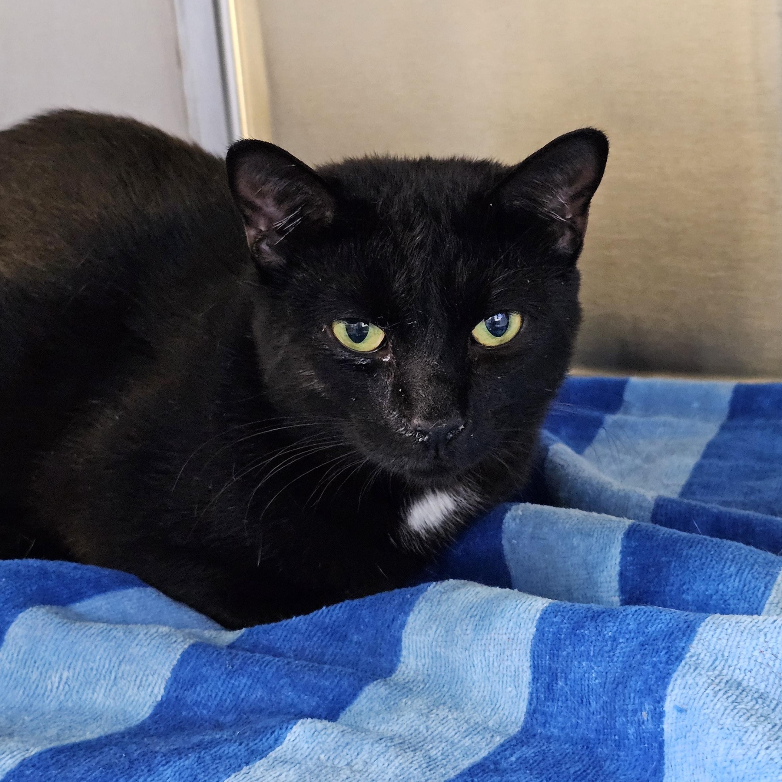 Enlarge Franklin, a Adoptable Domestic Short Hair in Stratford, CT image 1/1