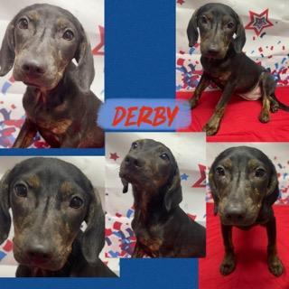 Derby