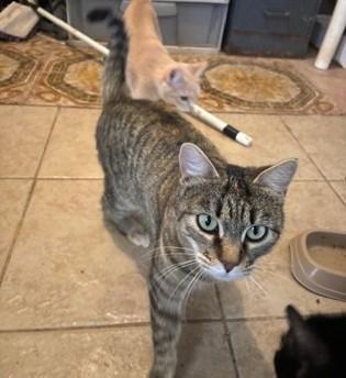 Enlarge Aria, a ADOPTABLE Tabby in Deming, NM image 1/1