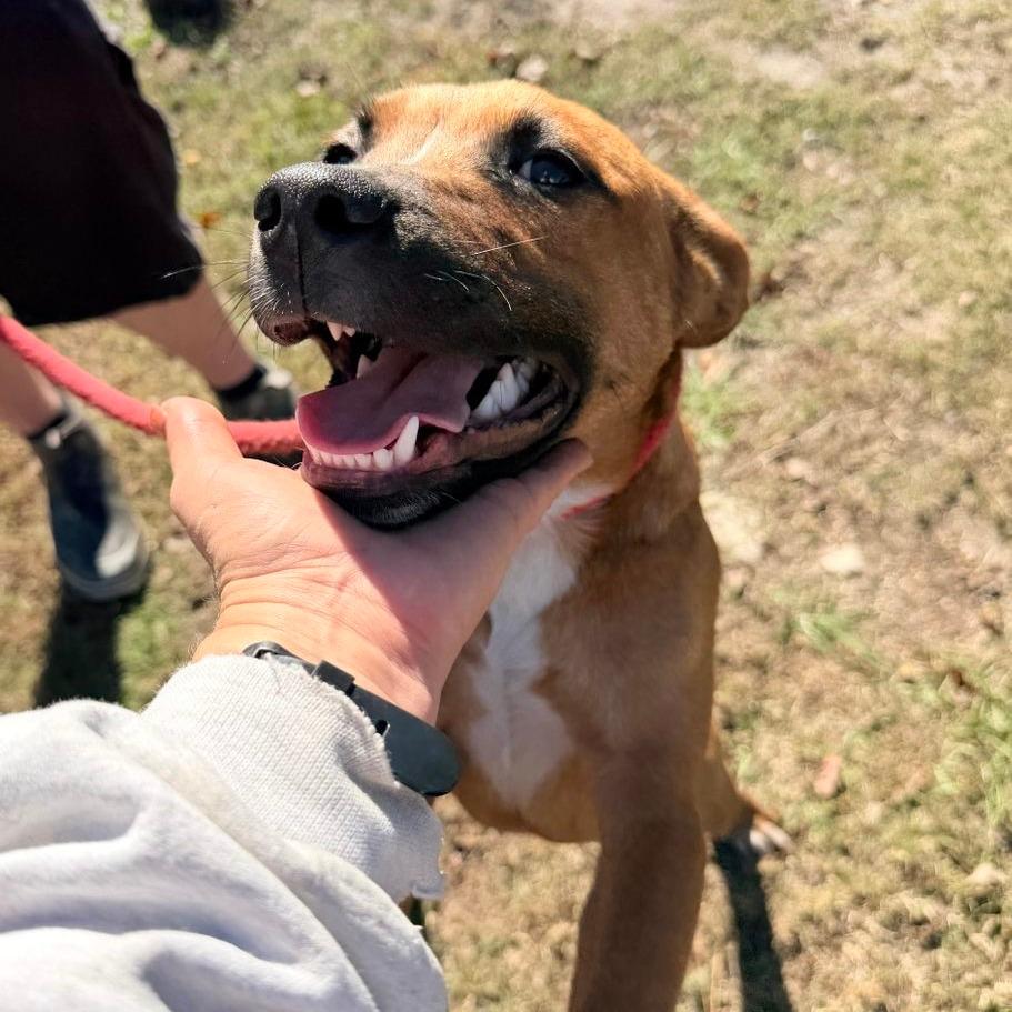 Bubba, Adoptable, Puppy Male Cattle Dog & Pit Bull Terrier.