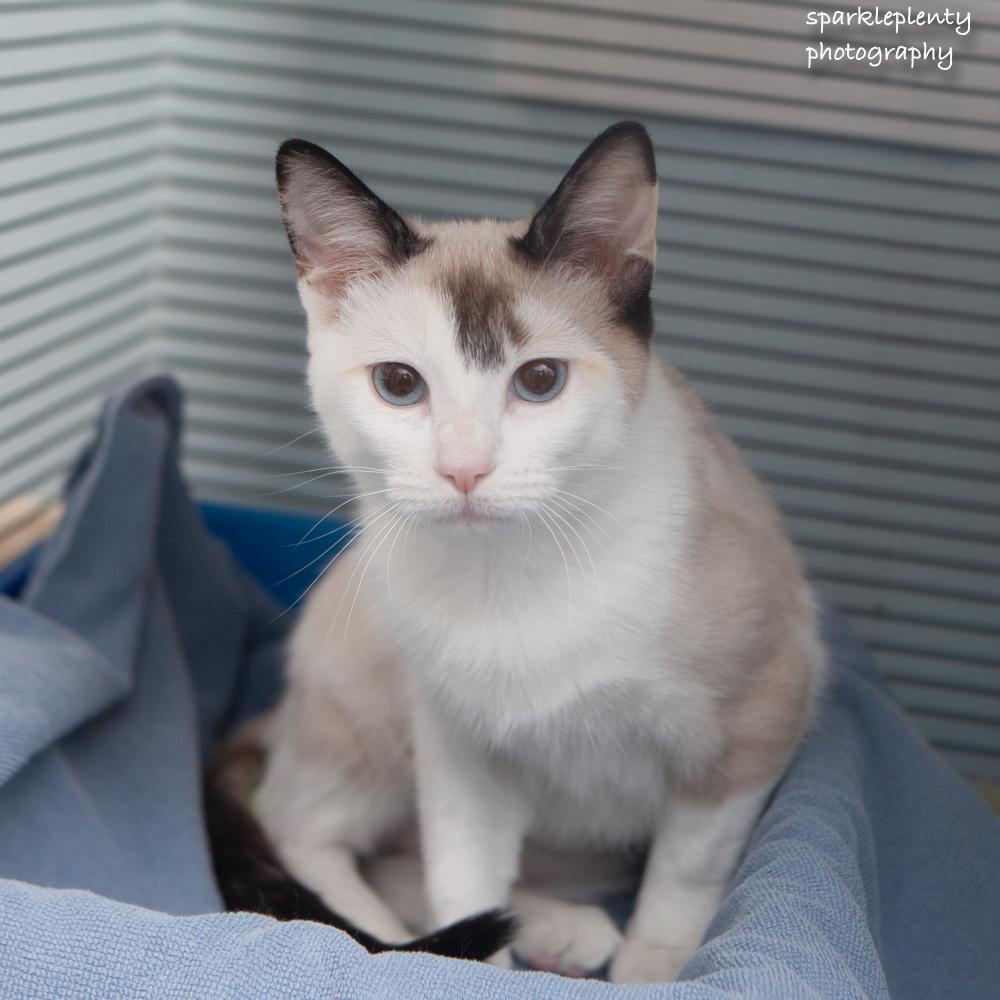 Enlarge Lisa, an adoptable Siamese in Ridgefield, CT image 1/4