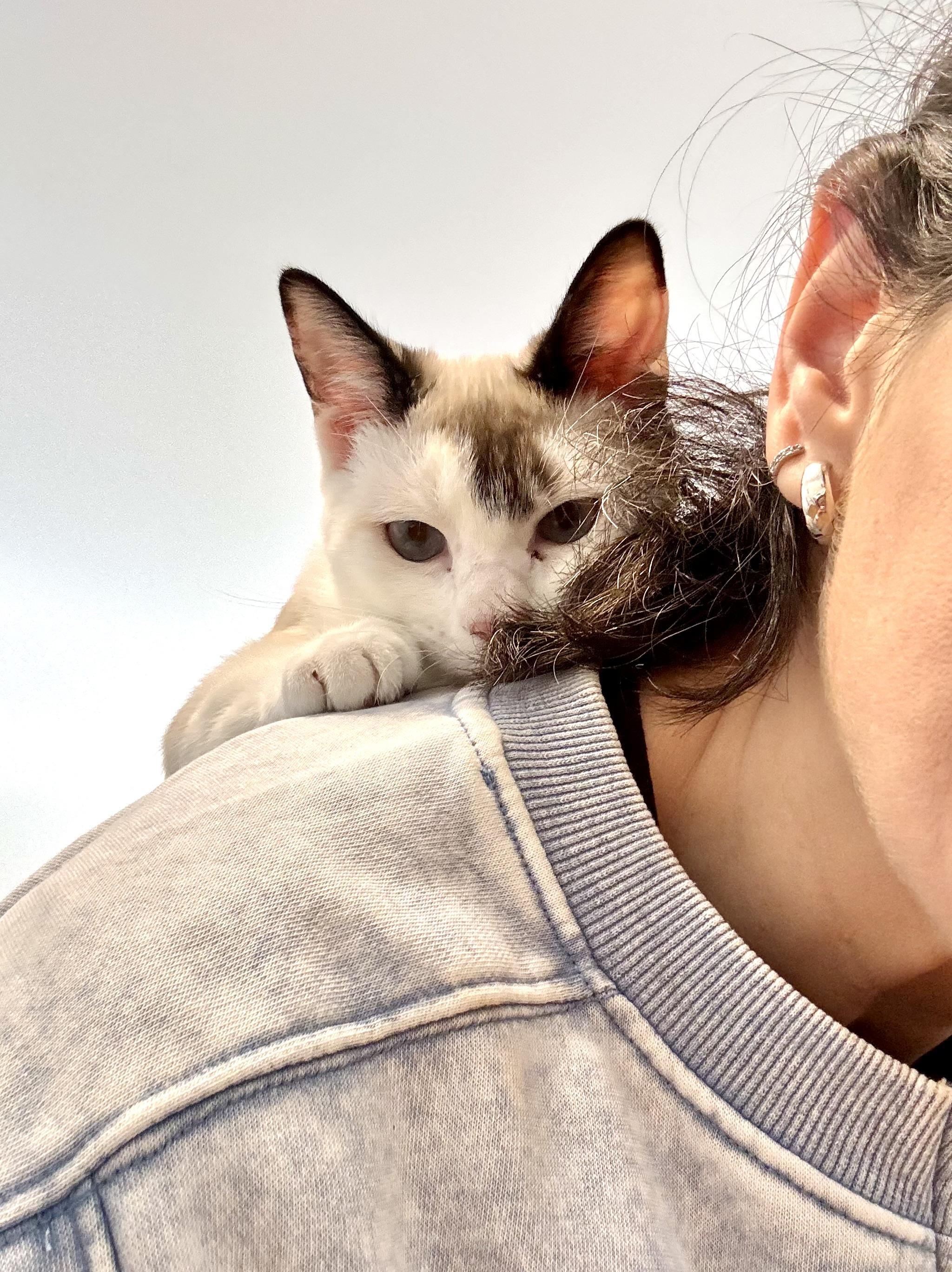 Enlarge Lisa, an adoptable Siamese in Ridgefield, CT image 4/4