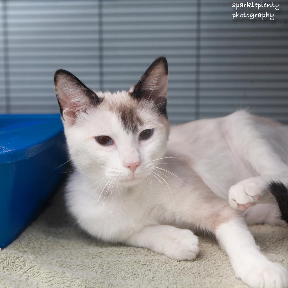 Enlarge Lisa, an adoptable Siamese in Ridgefield, CT image 3/4
