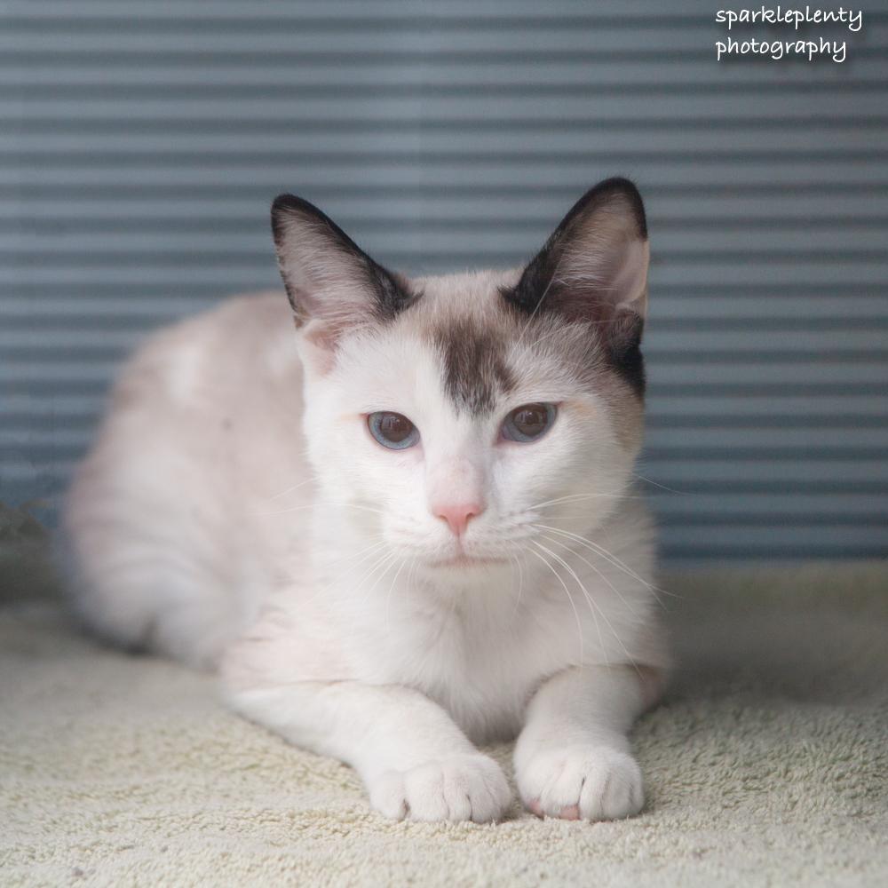 Enlarge Lisa, an adoptable Siamese in Ridgefield, CT image 2/4