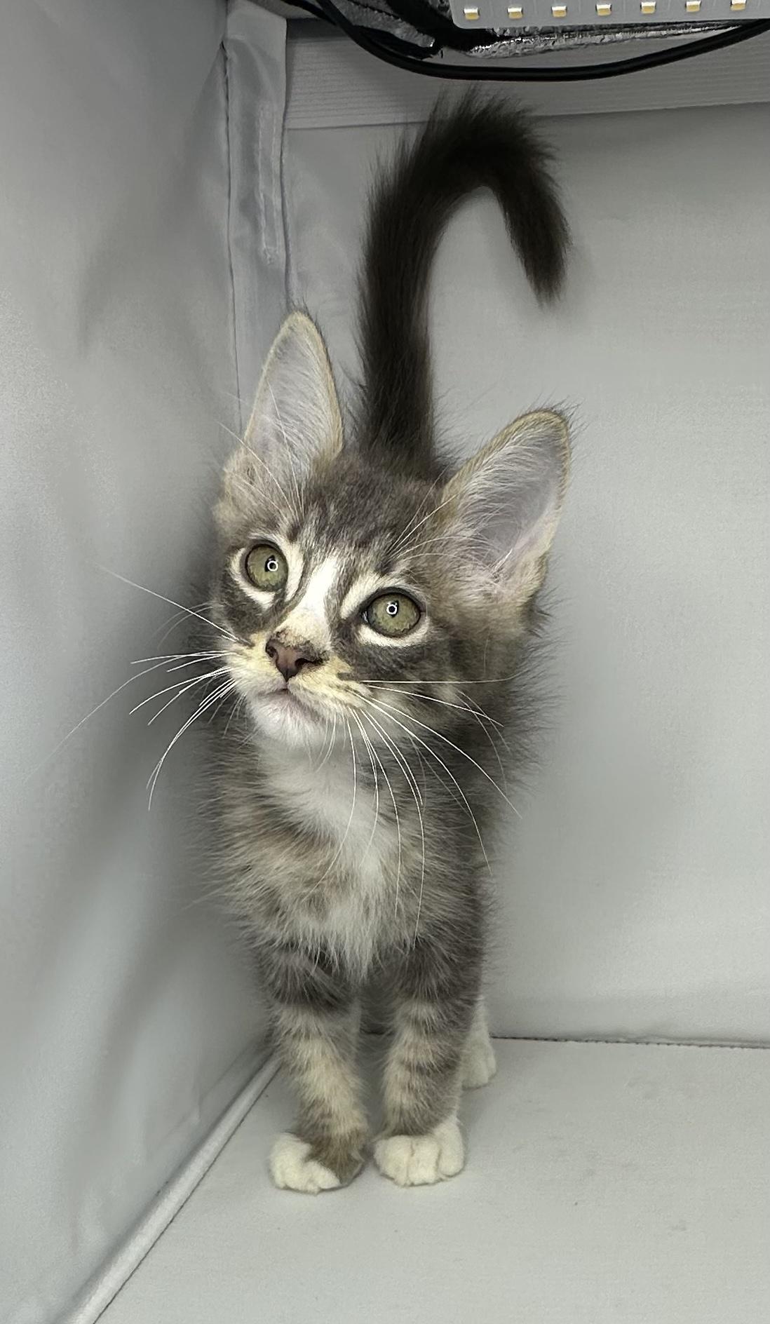 Photo of Baby Male Domestic Medium Hair 