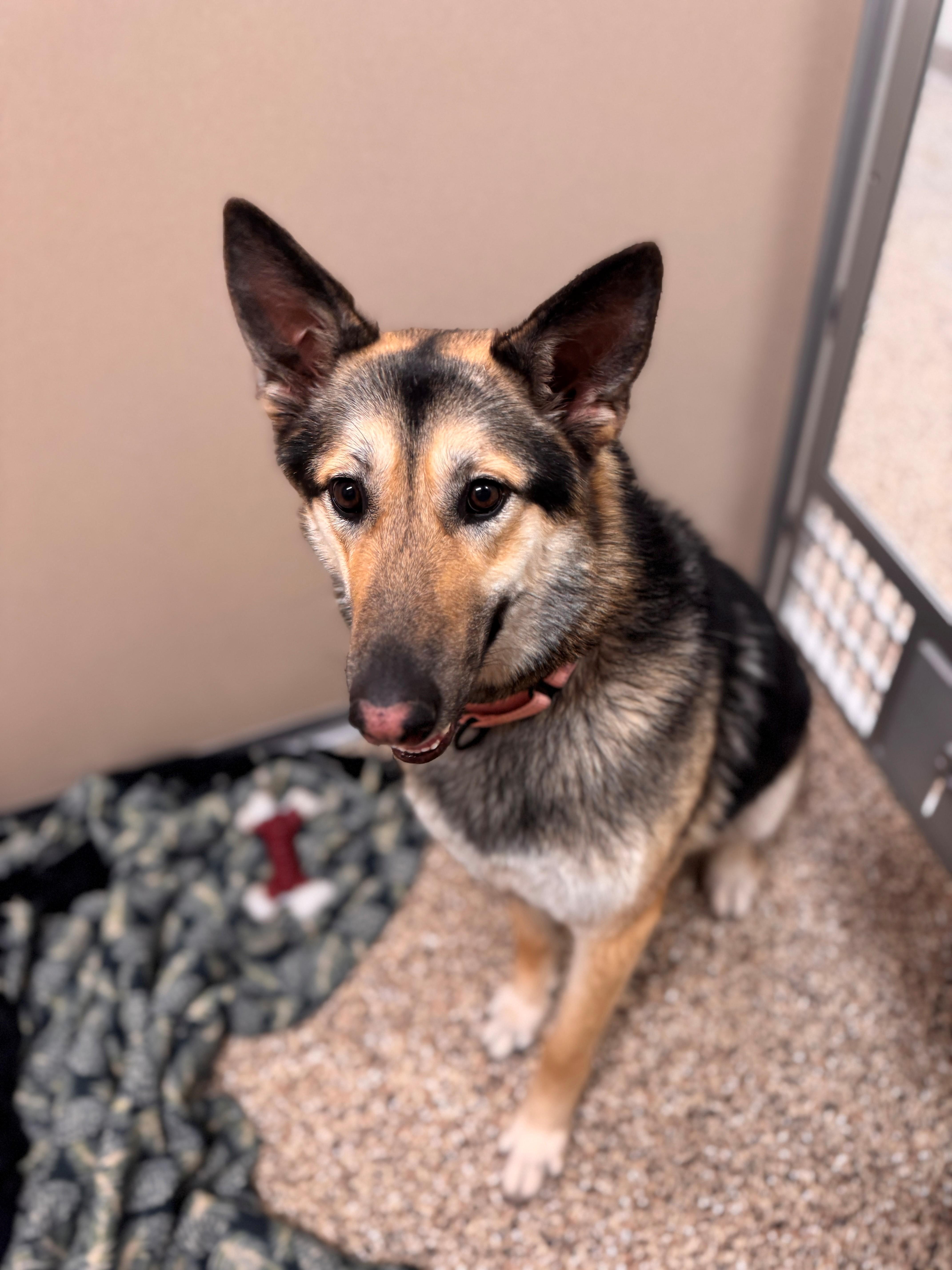 Enlarge Gal, an adopted mixed breed in Hackensack, MN image 2/2