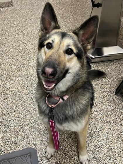 Enlarge Gal, a ADOPTABLE mixed breed in Hackensack, MN image 1/1