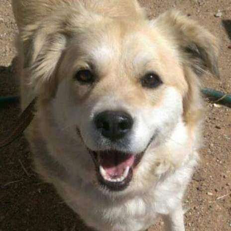 Dakota, Adoptable, Senior Female Great Pyrenees.