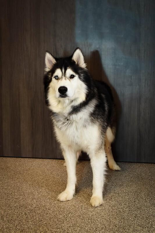 Ham, Adoptable, Young Male Husky.