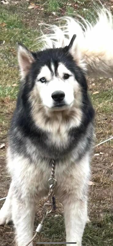Enlarge Ham, a Adoptable Husky in Georgetown, OH image 1/1