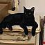 Enlarge Machado, a Adoptable Domestic Short Hair in Macedonia, OH image 3/3