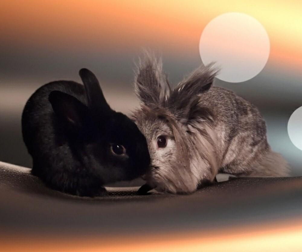 Bamm-Bamm, Adoptable, Baby Male Polish & Dwarf.