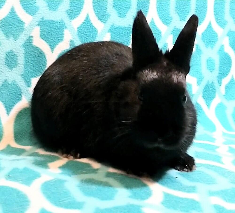 Enlarge Bamm-Bamm, a Adoptable mixed breed in Dallas, PA image 2/5