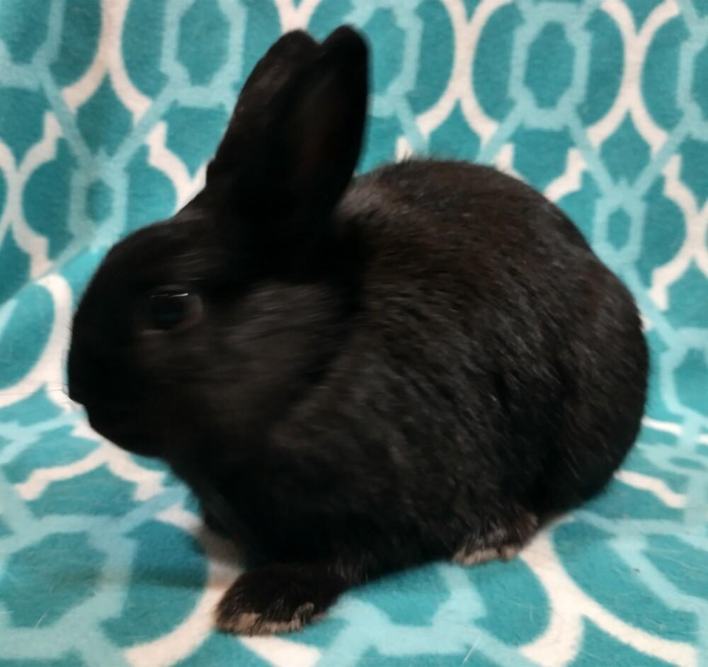 Enlarge Bamm-Bamm, a Adoptable mixed breed in Dallas, PA image 3/5