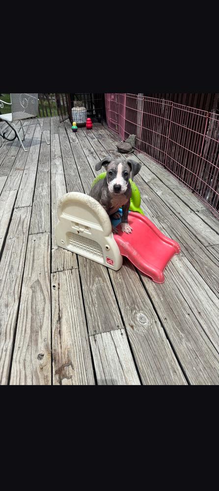 FABLE, Adoptable, Puppy Female American Bulldog.
