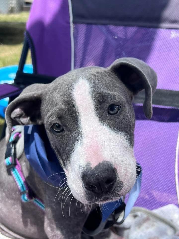 Enlarge FABLE, a Adoptable mixed breed in Thompson, PA image 2/3