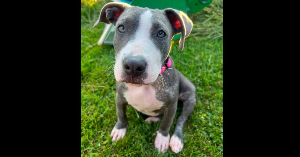 FABLE, Adoptable, Puppy Female American Bulldog.