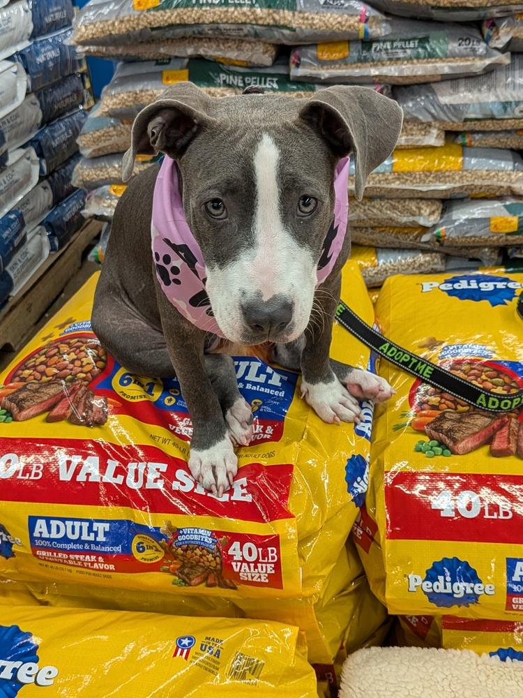 FABLE, a Adoptable mixed breed in Thompson, PA image 2/6